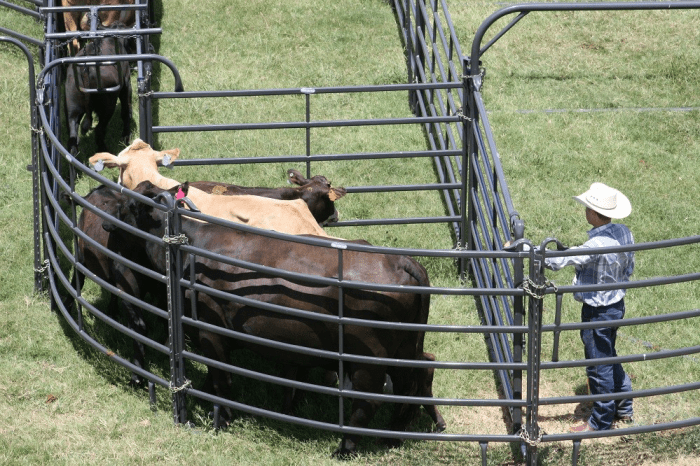 Livestock tropical