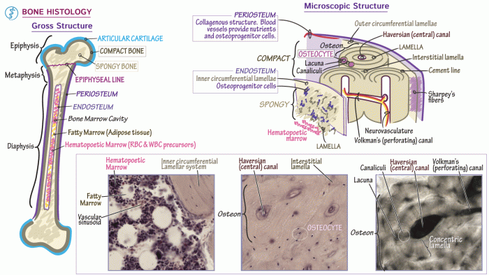 Sejarah kerajaan bone