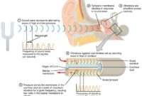 Erasmus waves acoustics vibrations engineering sound waves s2 1