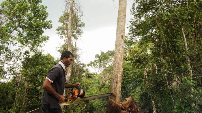 Logging illegal rainforest