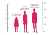 Height artinya dalam bahasa indonesia