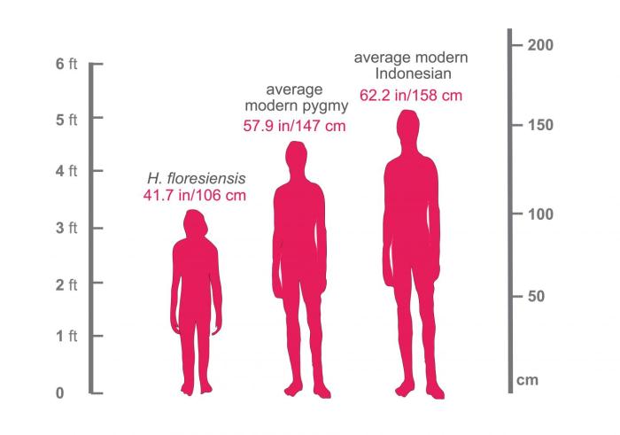 Height artinya dalam bahasa indonesia