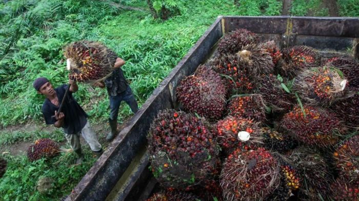 Sejarah kelapa sawit di indonesia