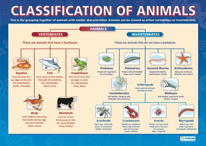 Klasifikasi hidup makhluk classified classification classifying selftution macam protista animalia monera saintif alphabetical fungi classes dimasukkan plantae