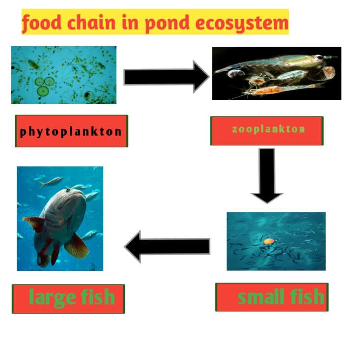 Food web aquatic paramecium ecosystem natural habitation cultivation animals small which science figure