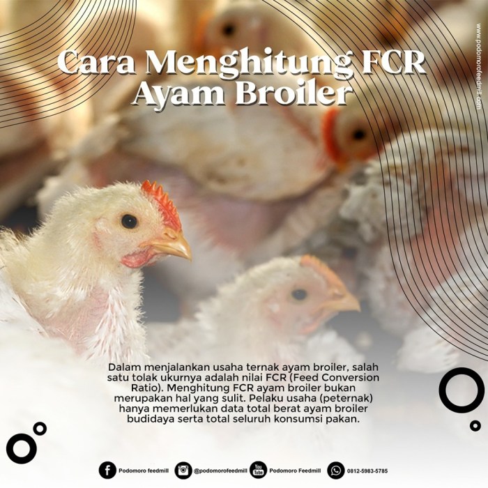 Cara menghitung fcr ayam broiler