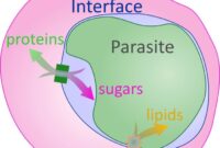 Cara menghitung parasit malaria