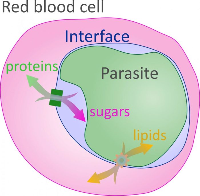 Cara menghitung parasit malaria