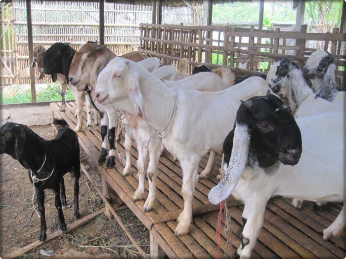 Sejarah singkat qurban