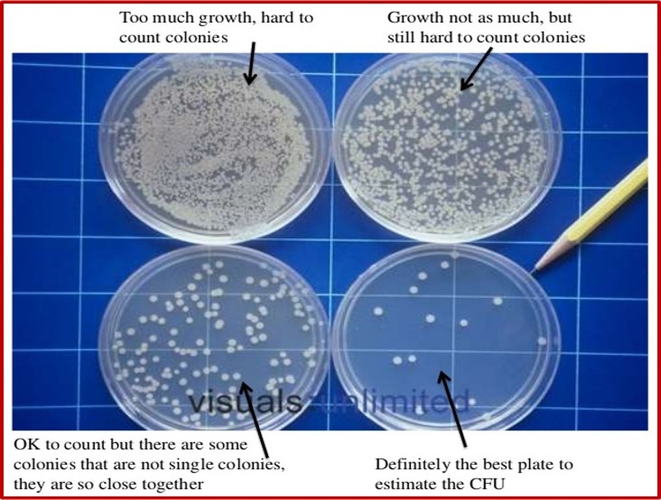 Cara menghitung koloni bakteri