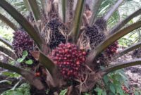 Cara menghitung produksi kelapa sawit per hektar