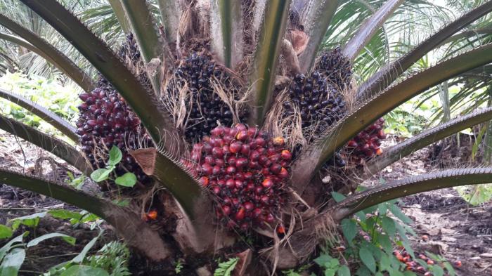 Cara menghitung produksi kelapa sawit per hektar