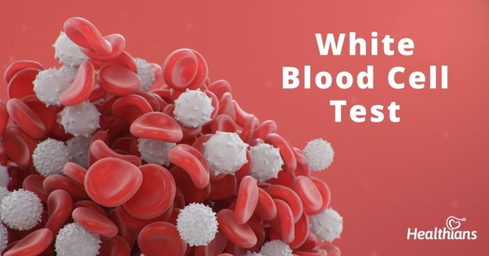 Blood red cell complete cells count rbc cbc parameters counts cll updates