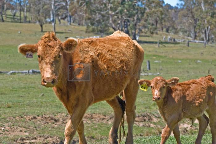 Heterosis cow calf