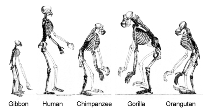 Tails human evolution explain creationists crazy try without way getty