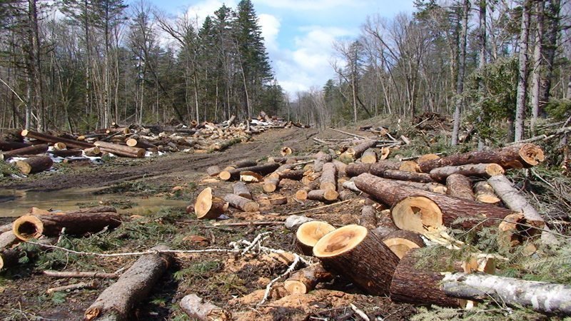 Contoh artikel penebangan hutan secara liar tema lingkungan hidup