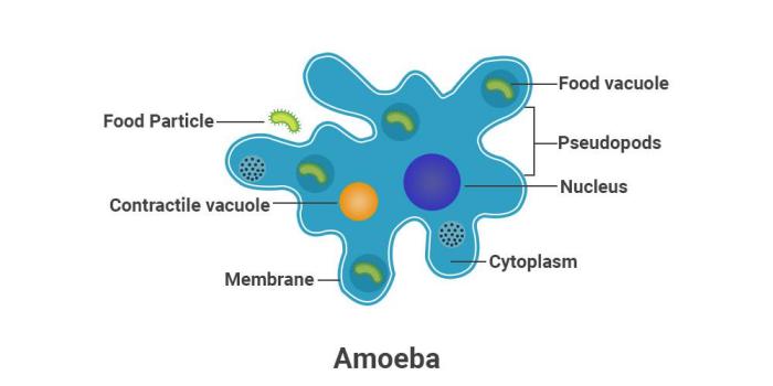 Amoeba labeled proteus membrane cells biological