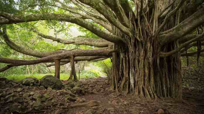 Banyan