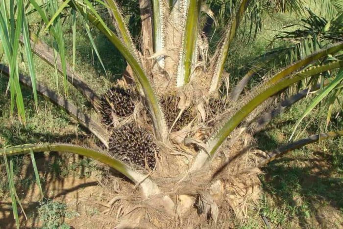 Cara menghitung rendemen kelapa sawit