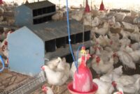 Cara menghitung deplesi ayam broiler