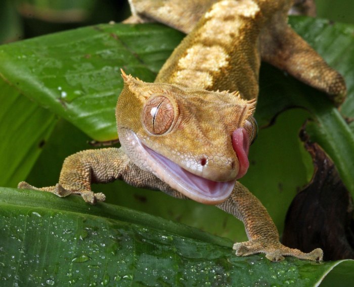 Cara menghitung bunyi tokek