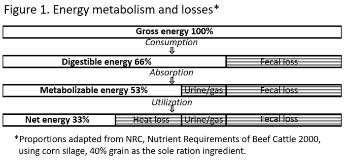 Cara menghitung energi metabolisme pakan