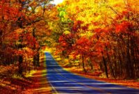 Fall autumn landscape season leaves forest tree nature seasons color leaf background wallpaper desktop backgrounds wallpapers wallup