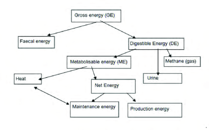 Cara menghitung energi metabolisme pakan