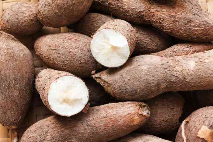 Tapioca cassava root health powder benefits kappa features buy flour good 1572 preview healthyliving natureloc jamieoliver