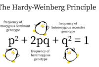 Contoh soal hukum hardy weinberg