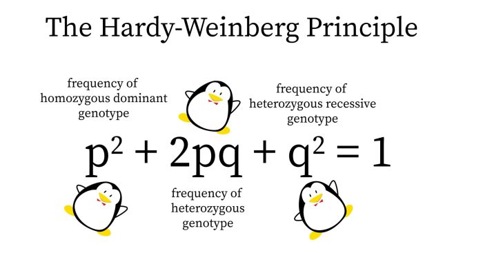 Contoh soal hukum hardy weinberg