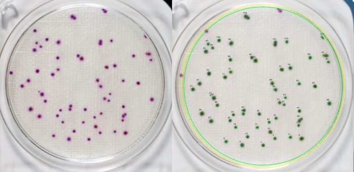 Tpc total bacterial analysis counts microbiological