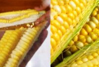 Corn kernel whole detoxify eat body healthnwell