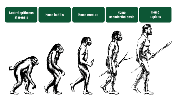 Stages homo