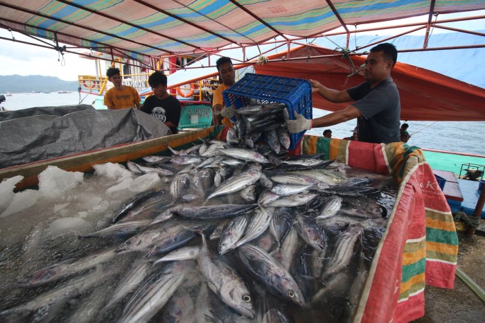 Fisheries ikan banyuwangi port tuna fishider penyuluh nelayan dilatih pengepul harus fakta kamu kesana sebelum perhatikan jaga kualitas melimpah proctor