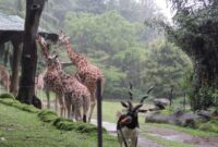 Sejarah taman safari bogor