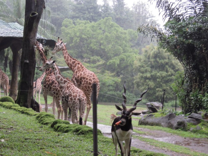 Sejarah taman safari bogor