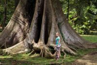 Bogor botanical gardens reopens