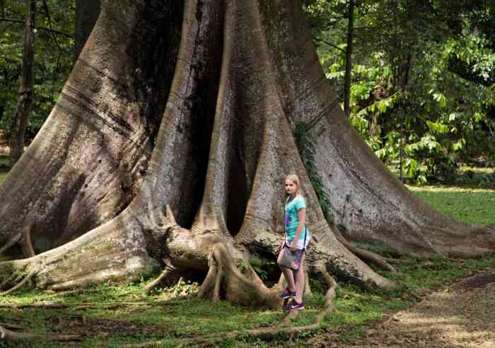 Bogor botanical gardens reopens