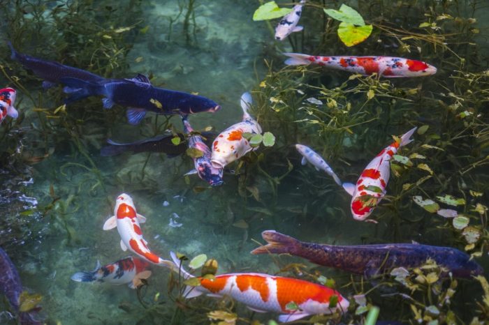 Sejarah ikan koi