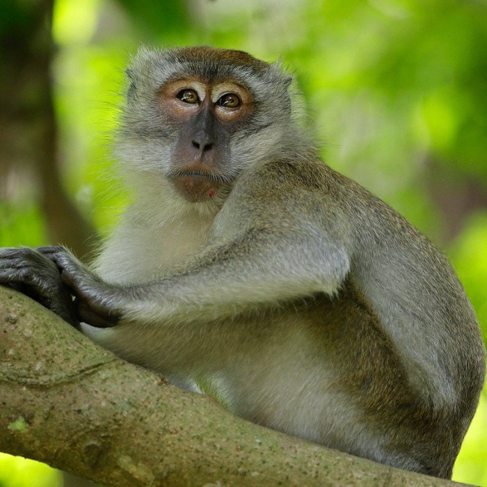 Macaque tailed