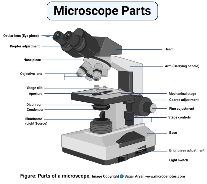 Microscope magnification science