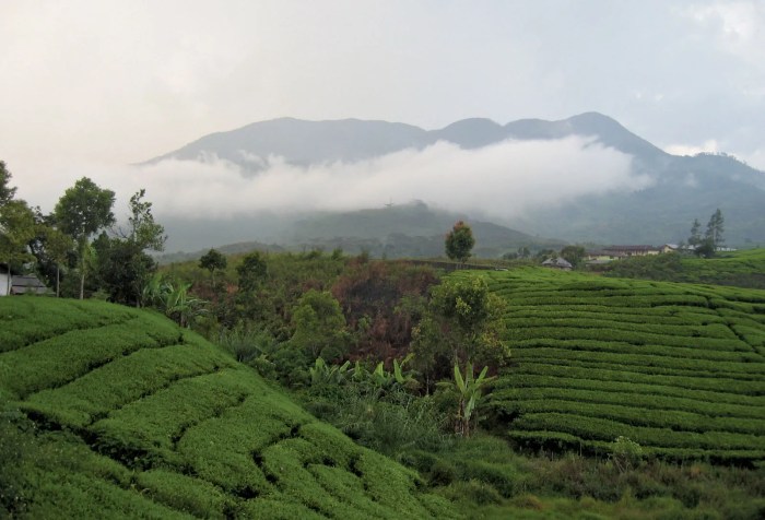 Universitas terbaik di sumatera barat