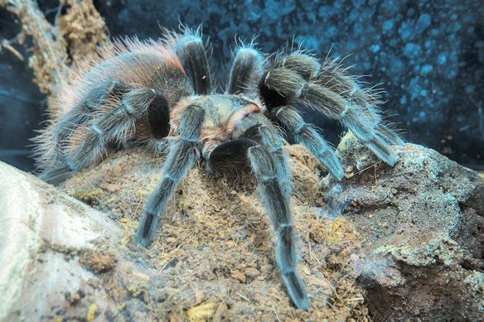 Tarantula ketahui menarik harus fakta