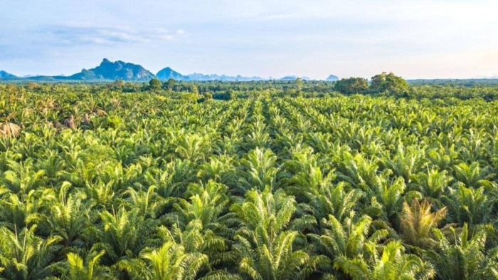 Oil planting palm