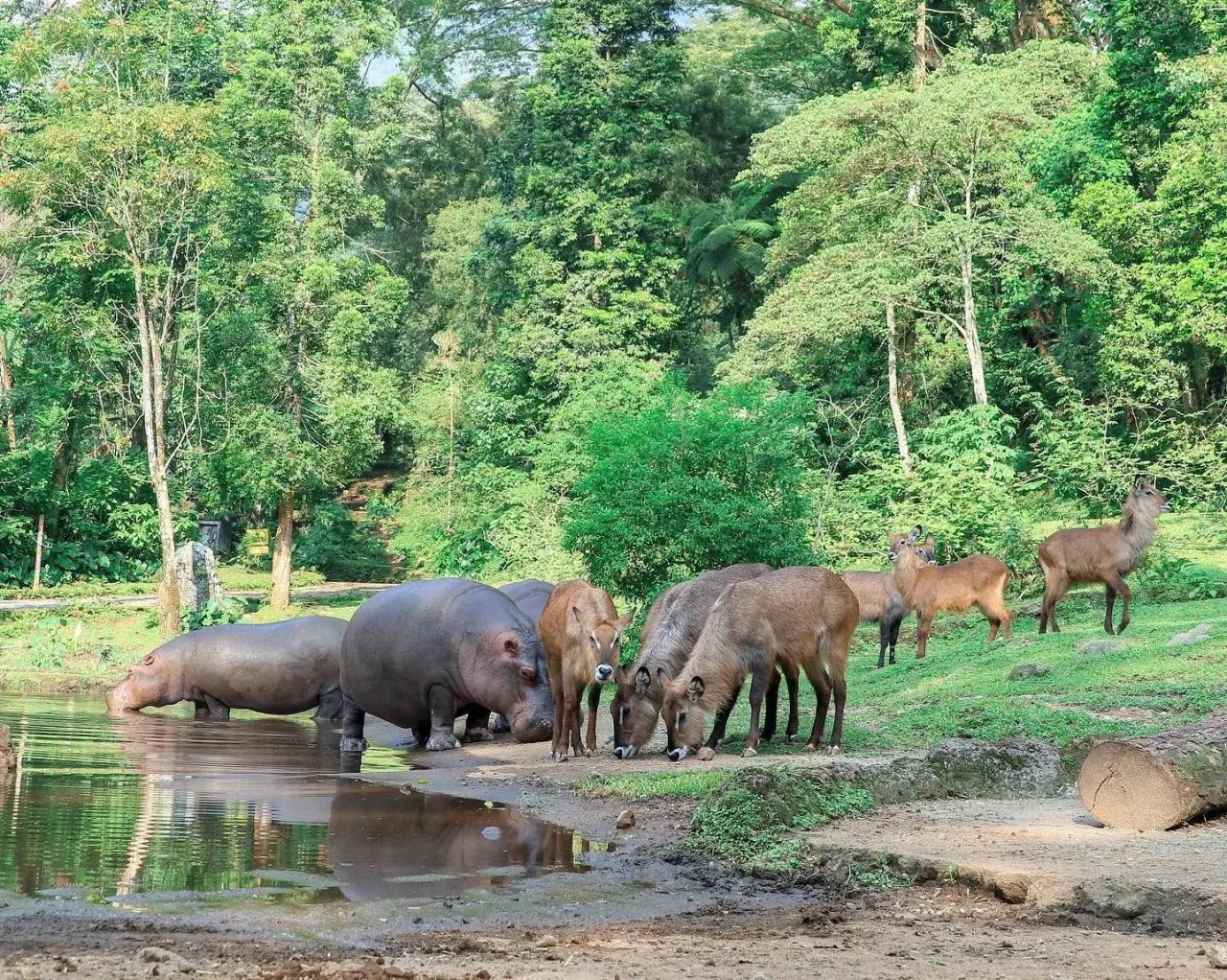 Safari taman bogor tiket wahana waterpark kolam travelspromo masuk agustus satwa atraksi cisarua bermain