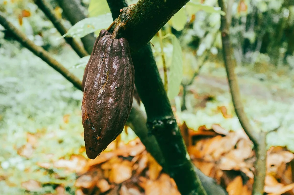 Sejarah cokelat di indonesia