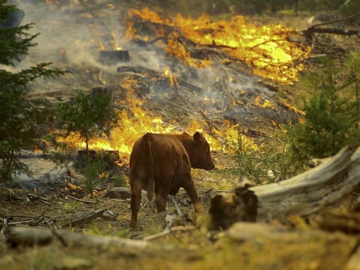 Contoh artikel kebakaran hutan