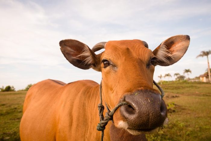 Qurban pengertian syarat hukum