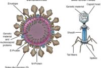 Bahasa inggris virus